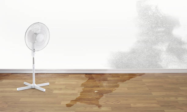 Best Carpet water damage restoration  in Hialeah, FL